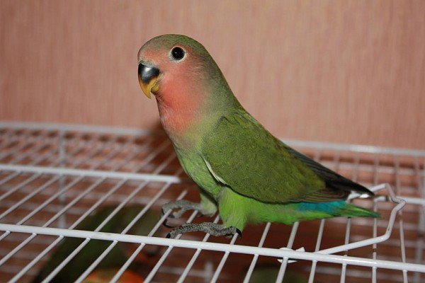 попугаи неразлучники размножение в домашних условиях | Дзен