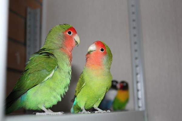 попугаи неразлучники