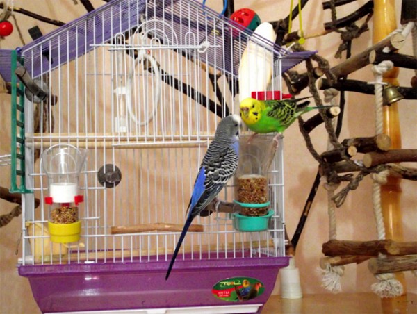 Как сделать клетку для попугая своими руками в домашних условиях