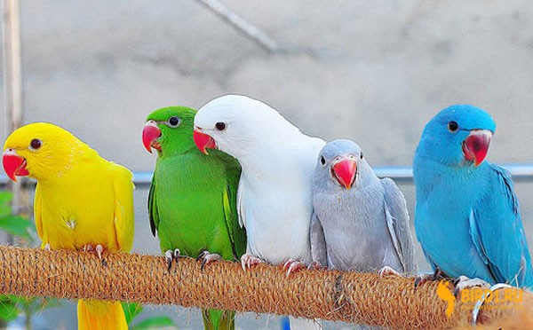 Ожереловые попугаи Москва - изображение 1