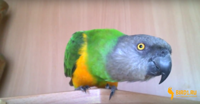 Сенегальский попугай Москва - изображение 1