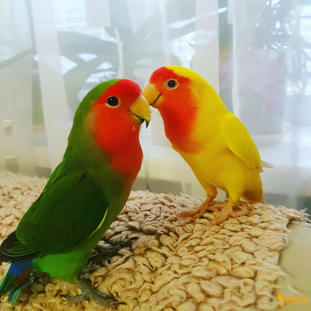 Неразлучные попугаи