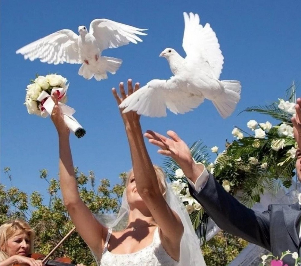 Жених и невеста выпускают голубей
