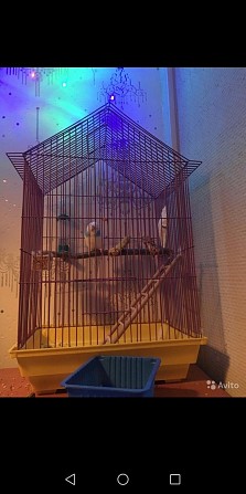 Волнистые попугаи Санкт-Петербург - изображение 1