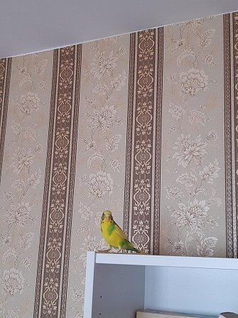 Волнистый попугай Новосибирск - изображение 1