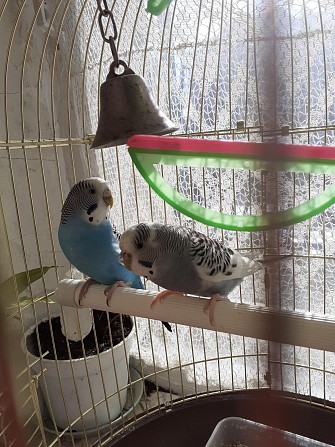 Волнистые попугаи Саратов - изображение 1