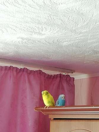 Волнистые попугаи Барнаул - изображение 1