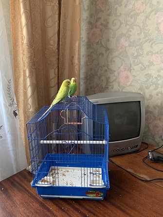 Продам Волнистых попугаев с клеткой Чита - изображение 1