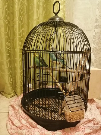Волнистые попугаи Королев - изображение 1