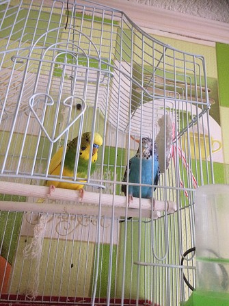 Волнистые попугаи ( пара) Наро-Фоминск - изображение 1