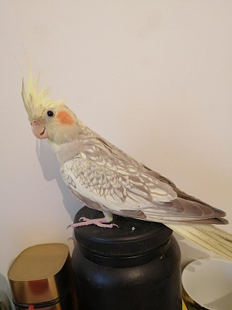 Попугай корелла Химки - изображение 1