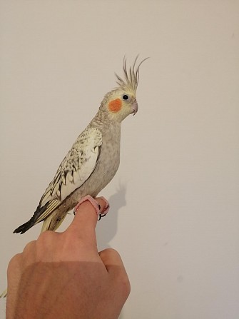 Попугай корелла Химки - изображение 1