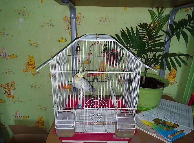 Папугай корелла отдам вместе с клеткой и кормом Прокопьевск - изображение 1