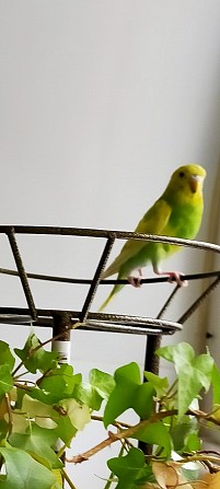 Волнистый попугайчик с клеткой Москва - изображение 1