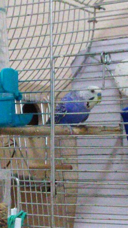 Пара волнистых попугаев с клеткой и запасом корма Москва - изображение 1