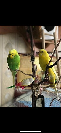 Волнистые попугаи Москва - изображение 1