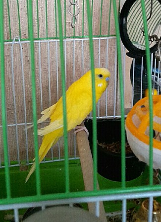 Жёлтый попугайчик Москва - изображение 1