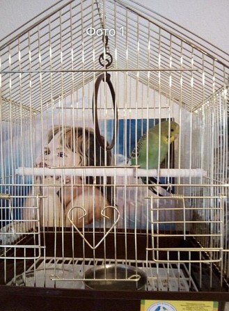 Продаётся самка волнистого попугая(получех)+клетка Ростов-на-Дону - изображение 1