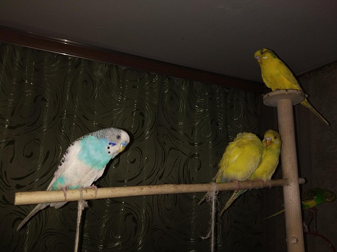 Волнистые попугайчики Пенза - изображение 1