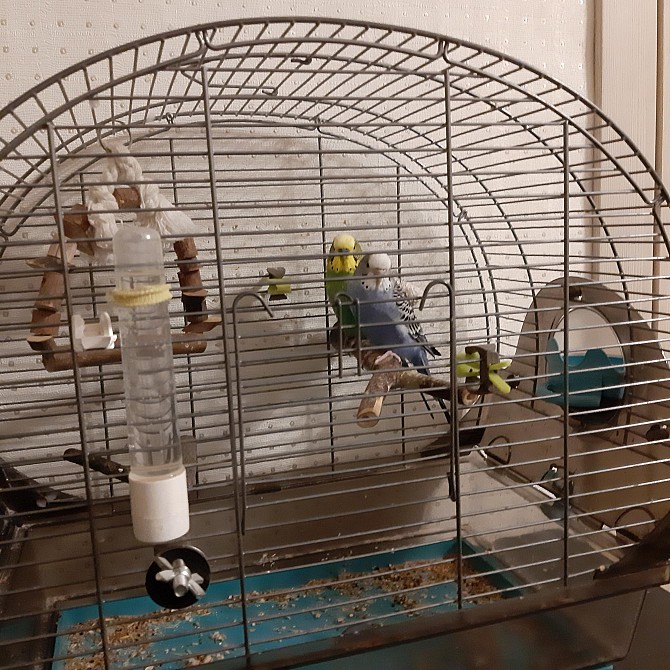 Пара волнистый попугаев с клеткой Балашиха - изображение 1