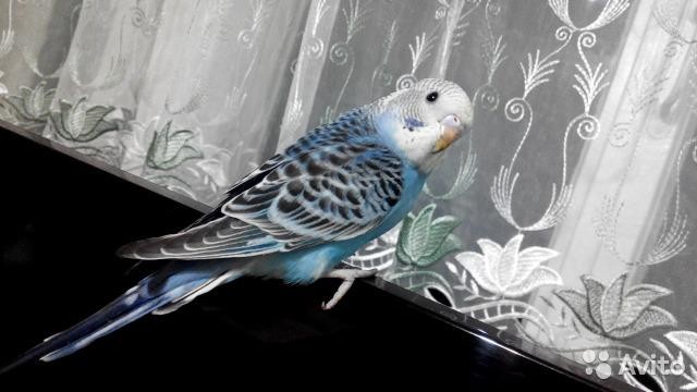 Волнистый попугайчик с клеткой Курск - изображение 1