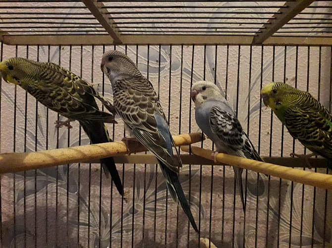 волнистые попугайчики Курган - изображение 1