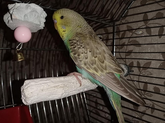 Волнистый попугай Химки - изображение 1