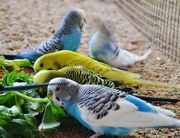 Волнистые попугаи Химки - изображение 1