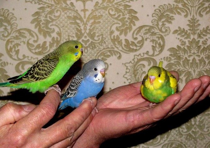 Волнистые попугаи. Псков - изображение 1