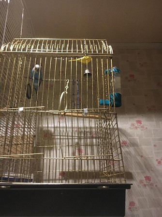 Волнистый попугайчик ищет новый дом Петропавловск-Камчатский - изображение 1