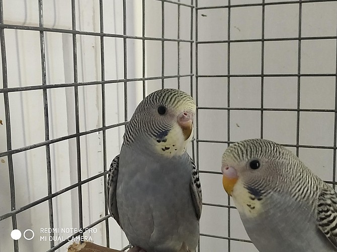 Волнистые попугаи. Раменское - изображение 1