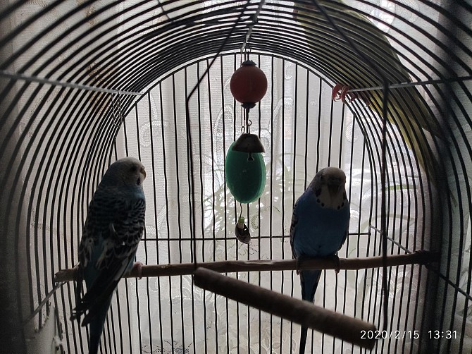 Пара волнистых попугаев Троицк - изображение 1