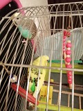 Волнистые попугаи с клеткой