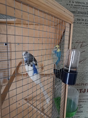 Волнистые попугаи Гатчина - изображение 1