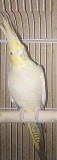 попугай - корелла (самка, 10 месяцев)