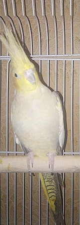 попугай - корелла (самка, 10 месяцев) Самара - изображение 1