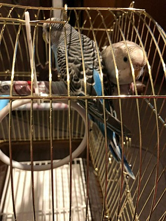 Волнистые попугаи с клеткой СРОЧНО Москва - изображение 1