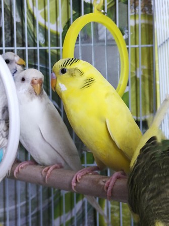 Волнистые попугаи птенцы, самец, самка Москва - изображение 1