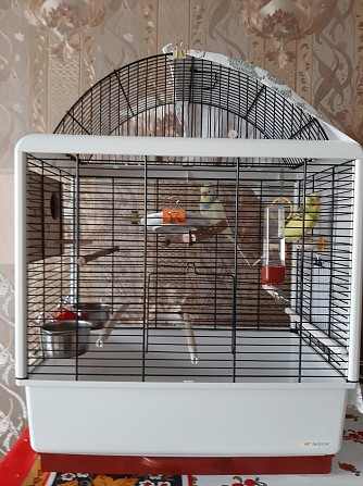 Пара волнистых попугаев с клеткой Москва - изображение 1