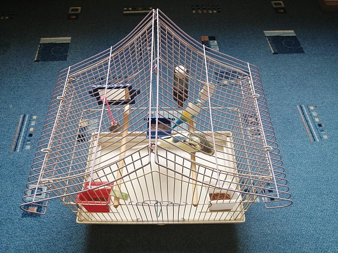 Волнистый попугай с клеткой Новосибирск - изображение 1