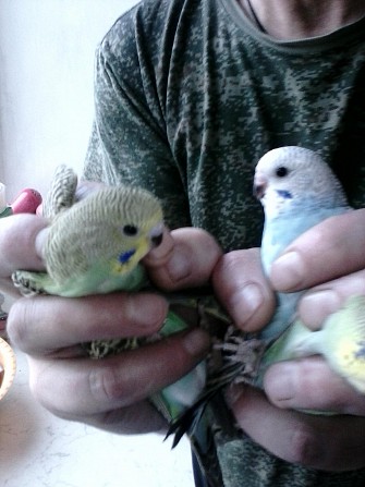 Птенцы папугоя неразличника и волнистого. Омск - изображение 1