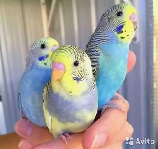 Птенцы волнистых попугаев Омск - изображение 1