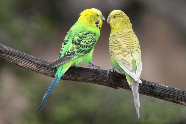 Волнистые попугаи Краснодар - изображение 1