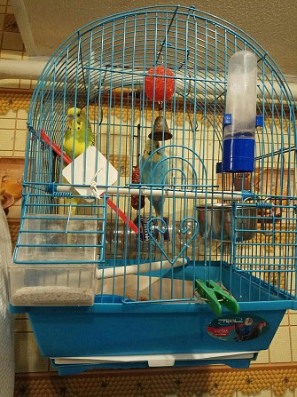 Волнистые попугаи Пенза - изображение 1