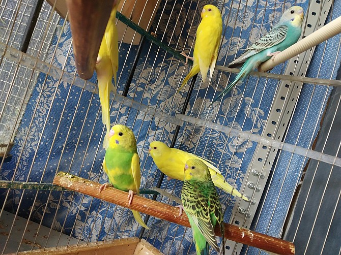 Волнистые попугайчики от заводчика Пенза - изображение 1