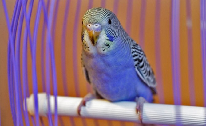 Волнистые попугайчки Курск - изображение 1