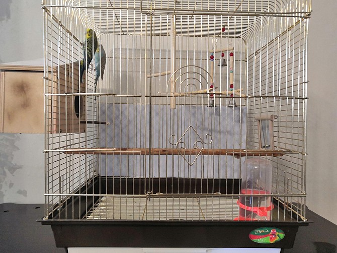 Волнистые попугаи Комсомольск-на-Амуре - изображение 1