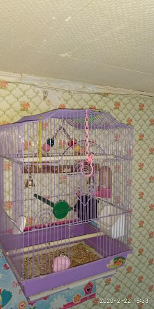 Волнистые попугаи Березники - изображение 1