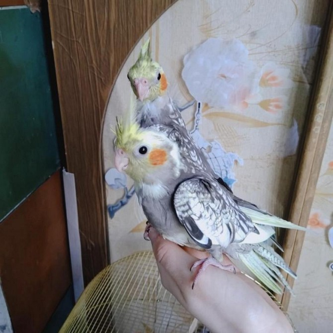попугаи кореллы ручные Москва - изображение 1