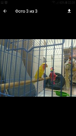 Попугай Краснодар - изображение 1